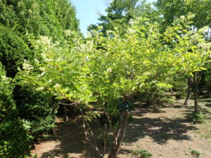 ミナヅキ　全体